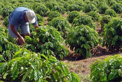 Agricultura familiar fatura R$ 2 bilhões com produção de biodiesel