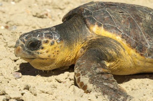 Estudo mapeia morte acidental de tartarugas marinhas