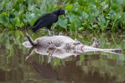 A vida no Pantanal: uma das zonas mais extremas do mundo