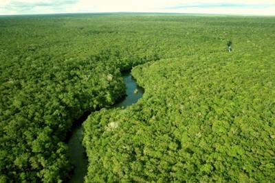 Cerca de 13 mi de hectares de florestas são destruídos por ano