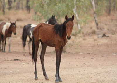 Austrália começa a sacrificar milhares de cavalos selvagens