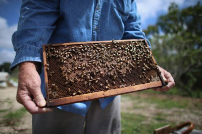 Quase um terço das colônias de abelhas dos EUA morreram