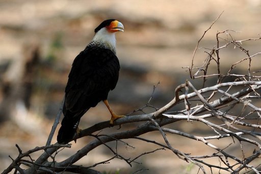 Encontradas aves em risco de extinção em bosque hondurenho