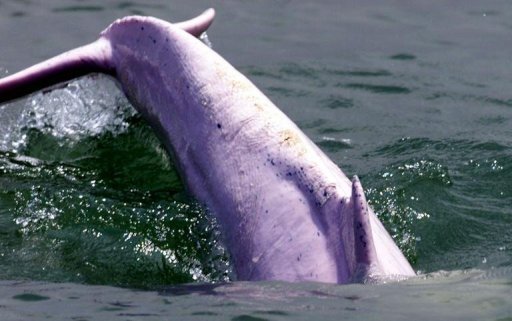 Morte de golfinho encalhado causa comoção na China