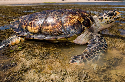 Poluição marinha ameaça sobrevivência das tartarugas