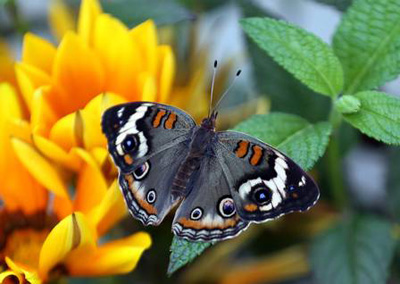 Sumiço de borboletas na Europa indica queda de biodiversidade