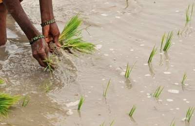 Cientistas desenvolvem arroz resistente à seca