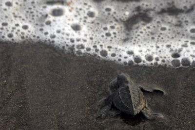 Tartarugas encontradas mortas em praias da Guatemala