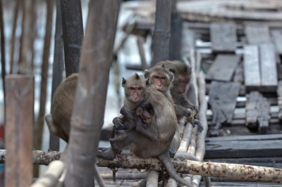 Macacos assediam povoado da Tailândia