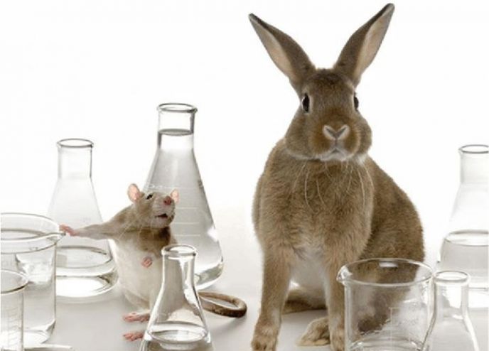 Brasil vai proibir os testes em animais para cosméticos?