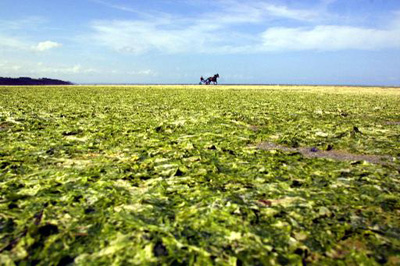 Nitrato de fertilizantes fica por décadas no solo