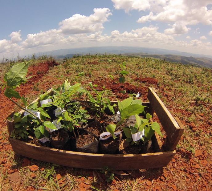 Sustentabilidade em ação - “Plante Uma Árvore”