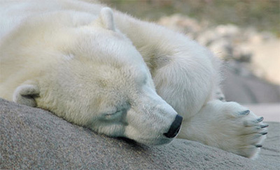 Aquecimento global faz canadenses temerem ataques de ursos polar