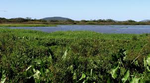 Áreas úmidas do Rio Grande do Sul. A gestão como alternativa à conservação ambiental.