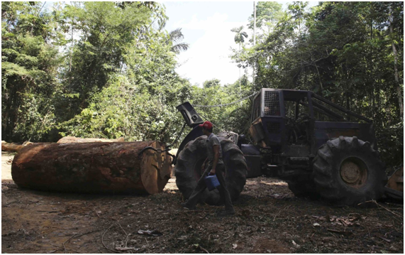 Desmatamento na Amazônia cai 33% em novembro, mas continua elevado