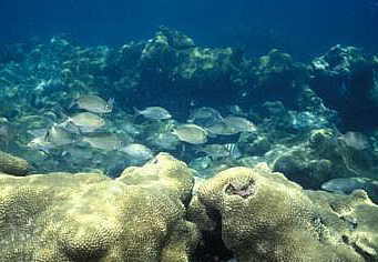 Parque Nacional de Abrolhos, um santuário ameaçado