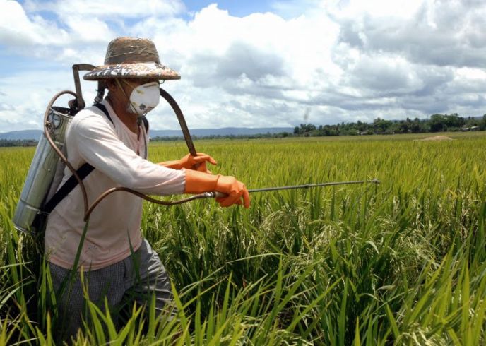 O modelo de produção agrícola em discussão: o 2,4-D e a toxidade dos agrotóxicos.