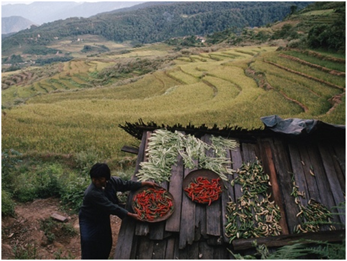 Butão será o primeiro país do mundo que só permitirá agricultura orgânica