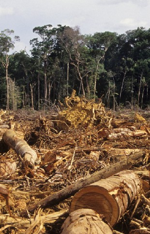 “Na Amazônia, o que ocorreu e continua ocorrendo é um processo de colonização”