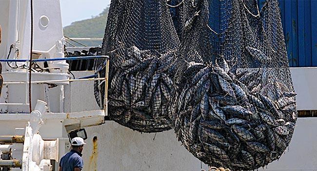 Pesca extensiva degrada ecossistemas marinhos