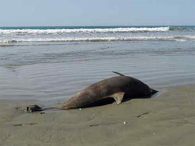 Fauna ainda sofre efeitos de vazamento no Golfo do México