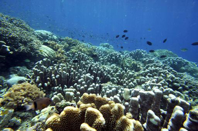 Coral é mais barato que concreto para proteção