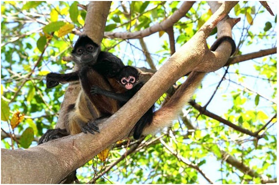 Costa Rica torna-se o primeiro país da América Latina a encerrar os seus jardins zoológicos