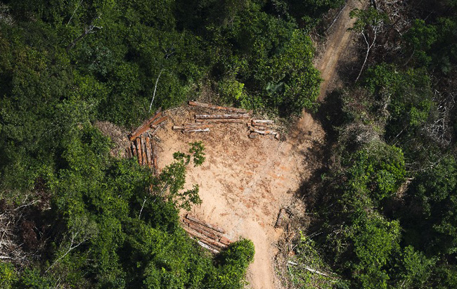 Desmatamento na Amazônia avança 358% segundo Imazon