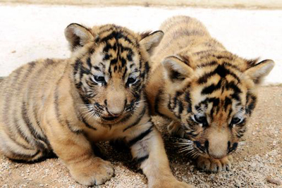 WWF reclama um censo geral de tigres