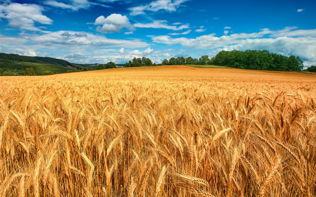 Mudanças climáticas afetam produção de milho e trigo