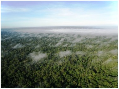 Brasil e Alemanha constroem torre de observação do clima na Amazônia