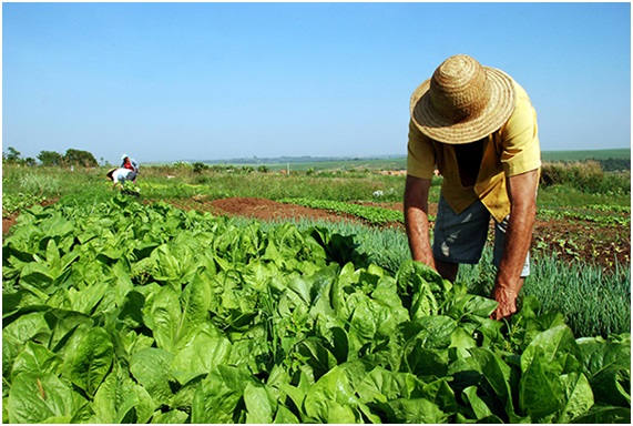 Saiba o que os candidatos a Presidência propõem sobre reforma agrária brasileira