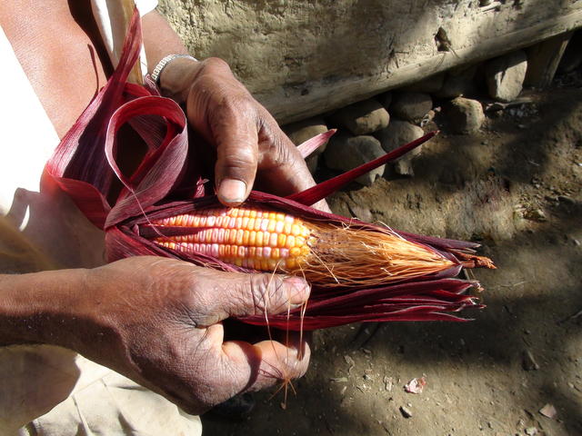 Segurança alimentar e sustentabilidade ambiental