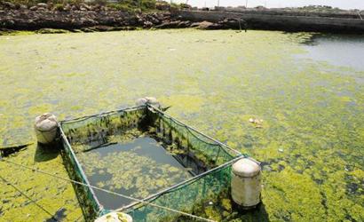 Vírus em algas verdes afeta capacidades humanas