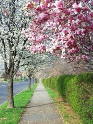 Arborização urbana: ''Mais importante do que plantar, é preservar o que existe''