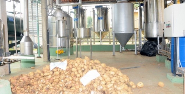 Usina de etanol produzido com batata-doce é inaugurada em Tocantins -