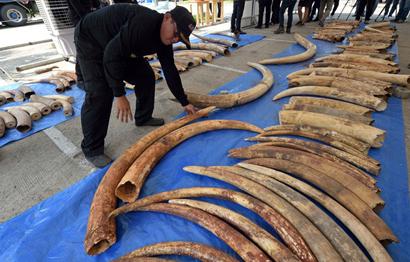 Marfim africano confiscados na Tailândia