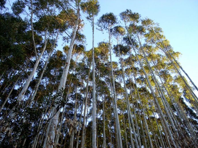 A expansão da floresta industrial