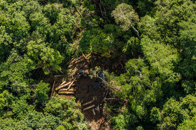 Caso de fraude em plano de manejo da Amazônia