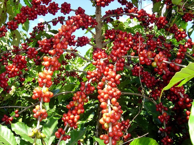 Sustentabilidade na cultura cafeeira