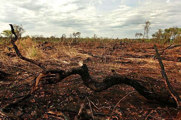 Extinção do Cerrado