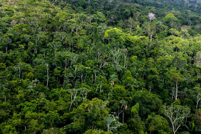 A ciência engajada na preservação da Amazônia