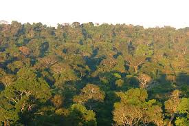 Amazônia: agir com sabedoria é agir a favor da terra