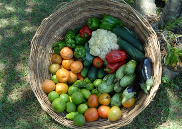 Agricultura orgânica, fonte de segurança alimentar