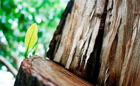 Produção de lenha em área reflorestada protege natureza