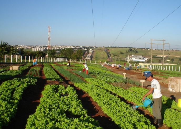 Maringá instala central de compostagem para fertilizar hortas comunitárias -