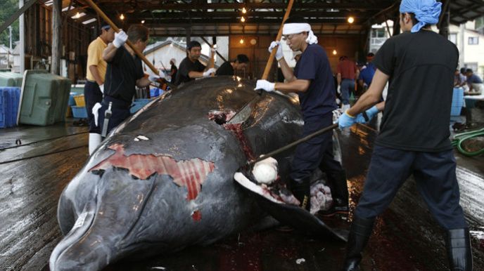 Japão retoma caça às baleias