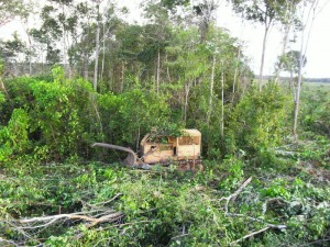 Mato Grosso e o desmatamento na Amazônia legal