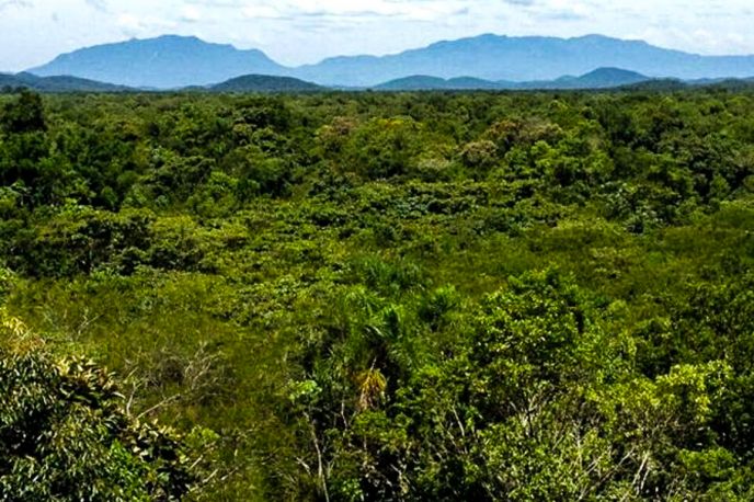 Floresta regenerada é esponja de carbono