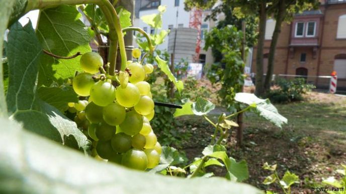 Agricultura urbana: Andernach, a cidade alemã que virou uma horta